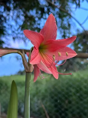 a red flower on a plant in a garden at DeAsmarra Homestay in Tanjung Piandang