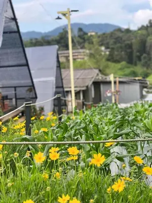 a field of yellow and green flowers in a yard at The Backyard Glamping Cameron Highlands in Tanah Rata