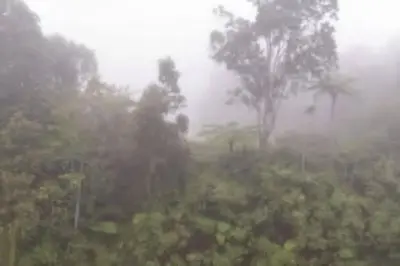 a foggy field with trees and palm trees in the background at Green Terrace at Quintet (3BR/ 8 Pax） in Tanah Rata