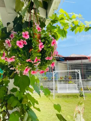 a bunch of pink flowers in a hanging basket at British Granny's Cottage in Georgetown in Jelutong