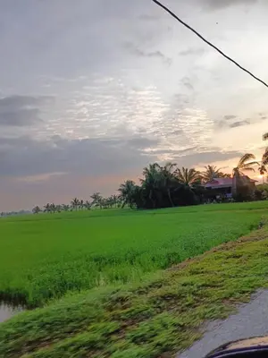 a field of green grass on the side of a road at Laman D'Arni in Sungai Besar