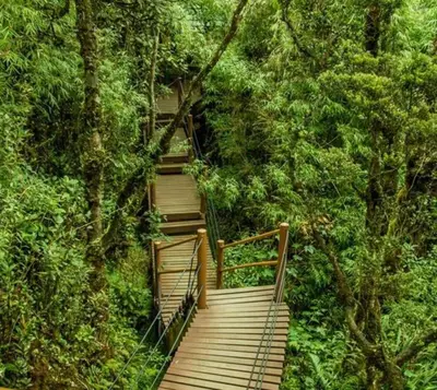a wooden staircase in the middle of a forest at Serene Muji Family Cottage(2-7pax) & Sunrise View in Cameron Highlands