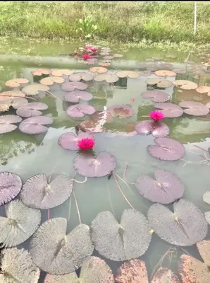 a group of purple pads in a pond with pink flowers at Pangkor BeachWalk Studio in Pangkor