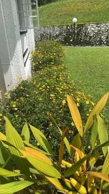 a garden with yellow flowers in a yard at Bukit Ruil Bungalow - Clementine Suite in Tanah Rata