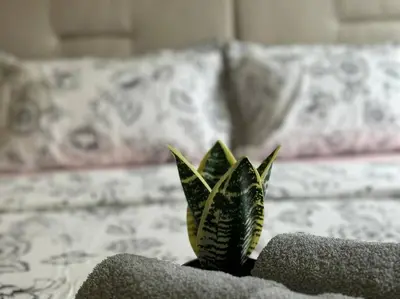 a plant sitting on top of a bed at JazzA 2R3B Suite Strait Quay Near Stonyhurst School by Homey Planet in Tanjong Tokong