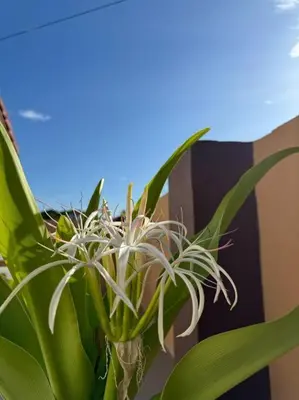 a green plant with white flowers in a vase at YK Sweet home sungai petani 1 @ 16 people above in Sungai Petani
