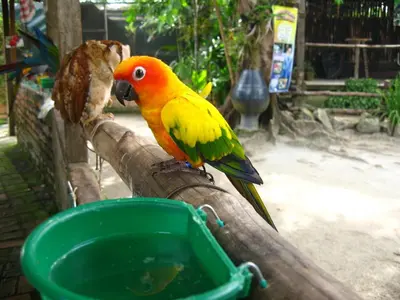 a yellow and orange bird sitting on top of a bucket at Havengate Homestay in Butterworth