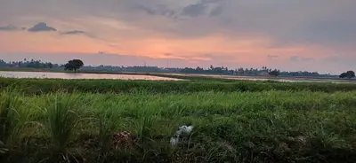 a field of grass with a sunset in the background at teratai ciknah in Penaga
