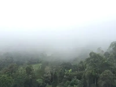 a misty forest with trees in the fog at Silverpart Resort Fraser Hill C3-6-1 Forest View High Floor No lift in Bukit Fraser