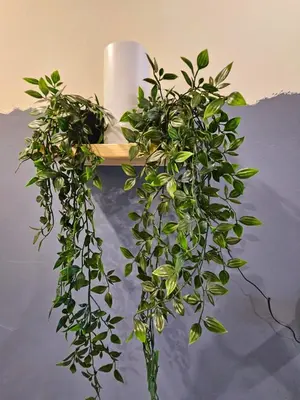 a green plant hanging from a wall next to a lamp at The Blue Guest House, WiFi, Free Parking, Aulong in Taiping