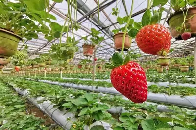 a group of strawberries growing in a greenhouse at Cameron Kea Farm Hotel in Brinchang