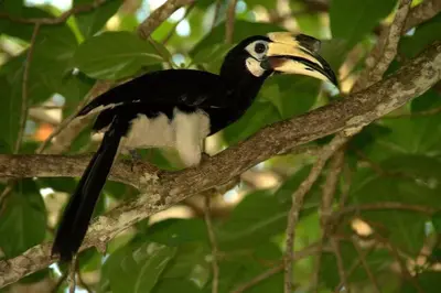 a black and white bird sitting on a tree branch at 39 Lot 10 Pangkor Leisure Beach Studio in Pangkor