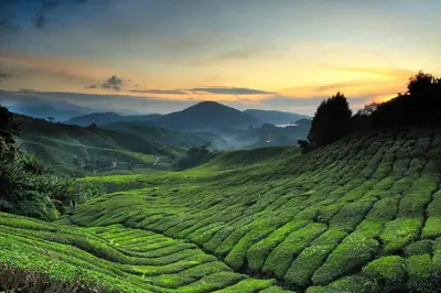a field of green tea plantations with the sunset in the background at Keafarm Highland Breeze in Brinchang