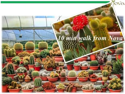 a display of cactuses and other plants in a greenhouse at Cameron Nova Highlands Resorts II in Brinchang