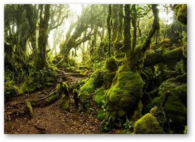 a forest with moss covered trees and a dirt trail at Cameron Nova Highlands Resorts in Brinchang