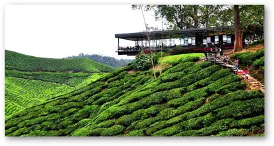 a tea house on top of a tea plantation at Cameron Nova Highlands Resorts in Brinchang