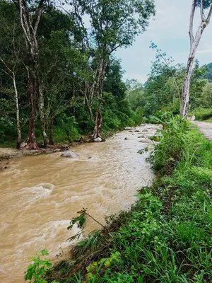 a muddy river with trees on the side of a road at Homestay Bendang Becah in Baling