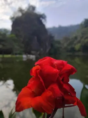 a red flower in front of a body of water at Magnificent Mountain & Lake Views' Suite Cycas in Kampong Batu Lapan