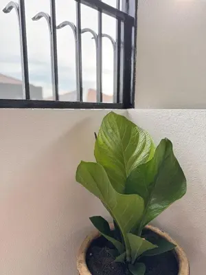 a plant in a pot next to a window at Cozy Corner Home Alma Near AEON \u5927\u5c71\u811a\u6e29\u99a8\u6c11\u5bbf in Bukit Mertajam