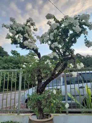 a tree with white flowers in a pot at SimpleHome in Tupai