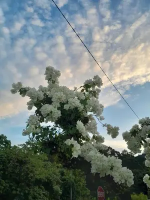 a tree with white flowers on it with a stop sign at SimpleHome in Tupai