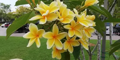 a bunch of yellow flowers on a tree at Renovate on progress in Kuala Kubu Baharu