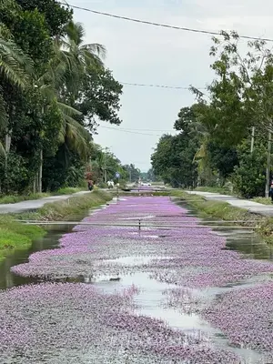 a street filled with purple flowers on a road at Rimbunan Padi Roomstay in Bagan Serai