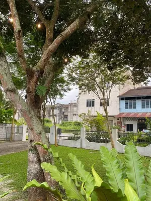 a tree with green leaves in a park at Lisa Countryside Homestay in Ayer Tawar
