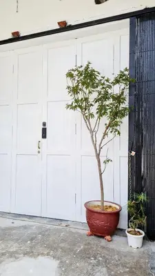 a small tree in a large pot in front of a garage at Kazuki Boutique Accommodation in George Town