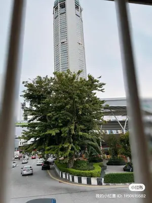 a large tree in front of a tall building at Penang Georgetown studio home in George Town