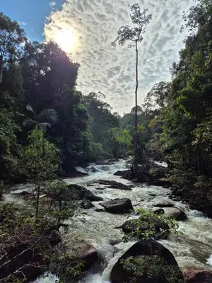 a river in the middle of a forest at Escape to Nature Cozy Terrace Room by the River in Kampong Ulu Dong