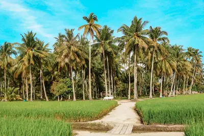a path through a field of palm trees at Rumah Inap Kampung Agong Tempua in Penaga