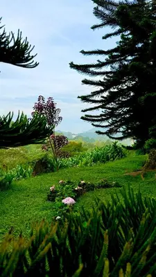 a field of green grass with trees in the background at Riverview Bungalow in Cameron Highlands in Tanah Rata