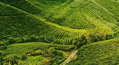 an aerial view of a green field of tea plantations at OYO 229 Parkland Hotel in Brinchang