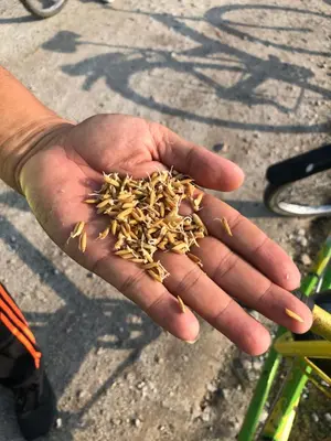 a persons hand holding a handful of seeds at Junior Suite Nature of Penang Guesthouse in Balik Pulau