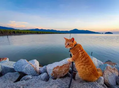 a cat sitting on rocks near a body of water at Tatami Room Malay Wooden Stay in Balik Pulau