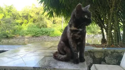 a black cat sitting on a rock looking out a window at Tatami Room Malay Wooden Stay in Balik Pulau