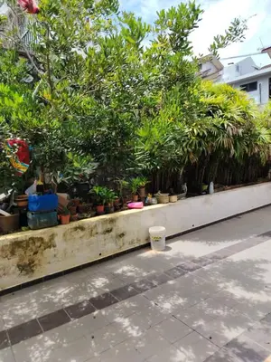 a row of trees and plants on a sidewalk at \u660e\u56fd\u6c11\u5bbf in Gua Sai