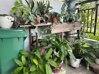a bunch of potted plants on a wall at Seri Hayzar Homestay in Gua Sai