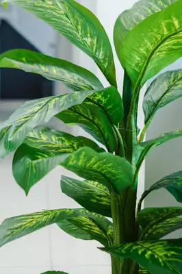 a green plant with green leaves in a vase at L13 Cozy Corner The Horizon Ipoh in Ipoh