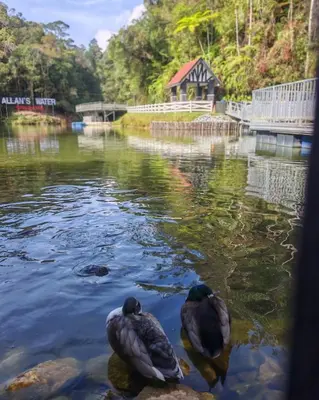 two ducks swimming in a river with a bridge at B661 SilverparkResort -walk up in Bukit Fraser