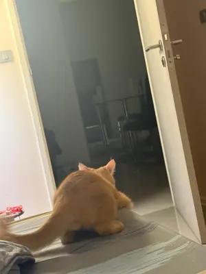 an orange cat sitting in front of a mirror at Прикол in George Town