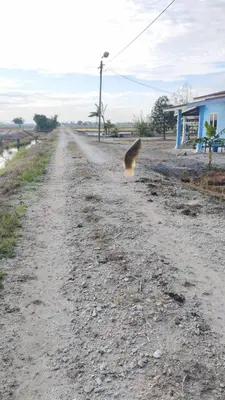a bird is walking down a dirt road at Homestay Saadiah in Sungai Besar