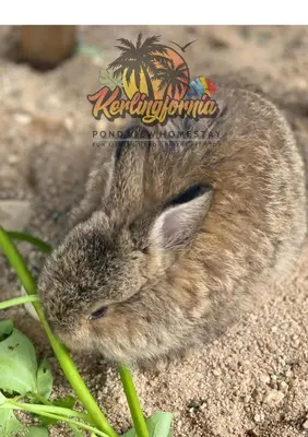 a rabbit sitting on the ground in the dirt at Kerlingfornia Kiddo Kingdom in Kerling
