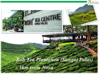 a collage of pictures of a tea plantation at Cameron Nova Highlands Resort VI in Brinchang