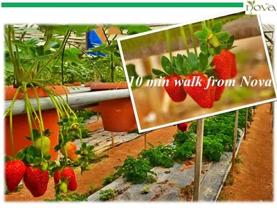 a picture of strawberries growing in a garden at Cameron Nova Highlands Resort VI in Brinchang
