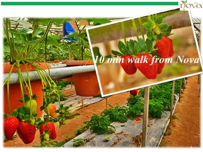 a picture of strawberries growing in a garden at Cameron Nova Highlands Resort VII in Brinchang