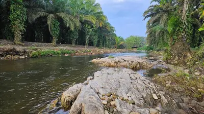 a river with rocks and palm trees on the side at Batu Puteh Chalet by the River, Pool, WIFI