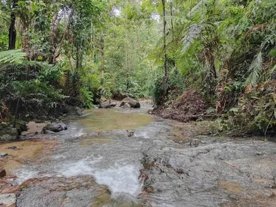a stream in the middle of a jungle with trees at B43A2 Silverpark Resort Best Mountain view Walk up 1 floor in Bukit Fraser