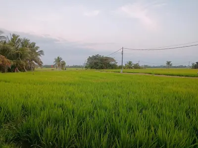 a field of green grass with palm trees in the background at Kota Emas Homestay -in Sarang Semut, Kedah in Gua Sai